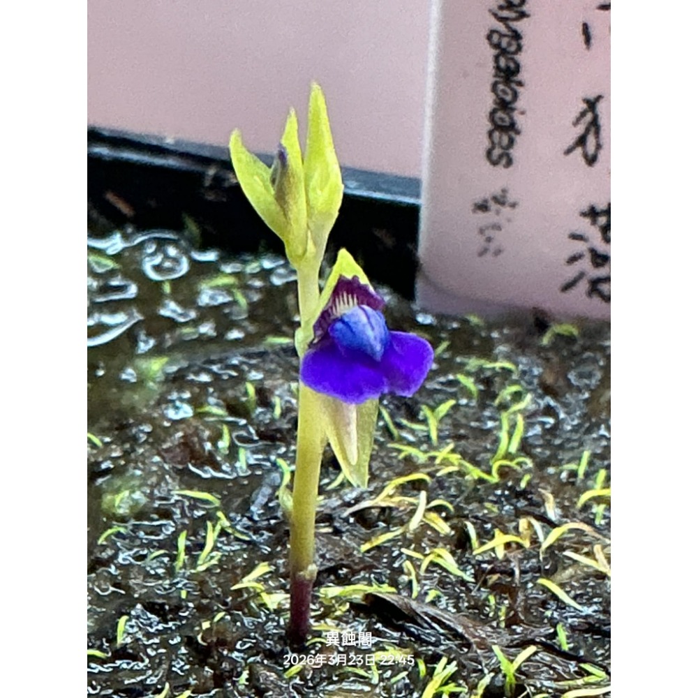 ［異蝕閣］稀有狸藻裁切專區（2×2公分裁切塊）、食蟲植物-規格圖6