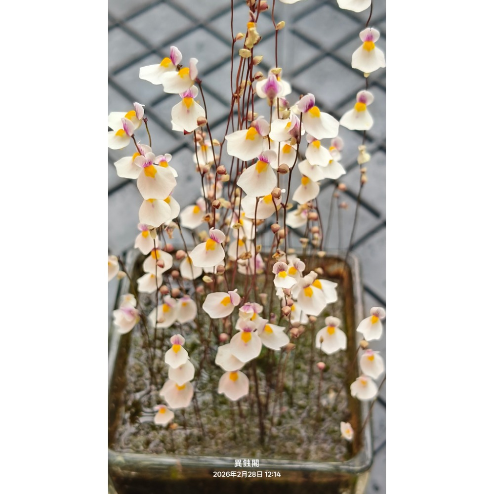 4.布蘭切特狸藻（寬白花）