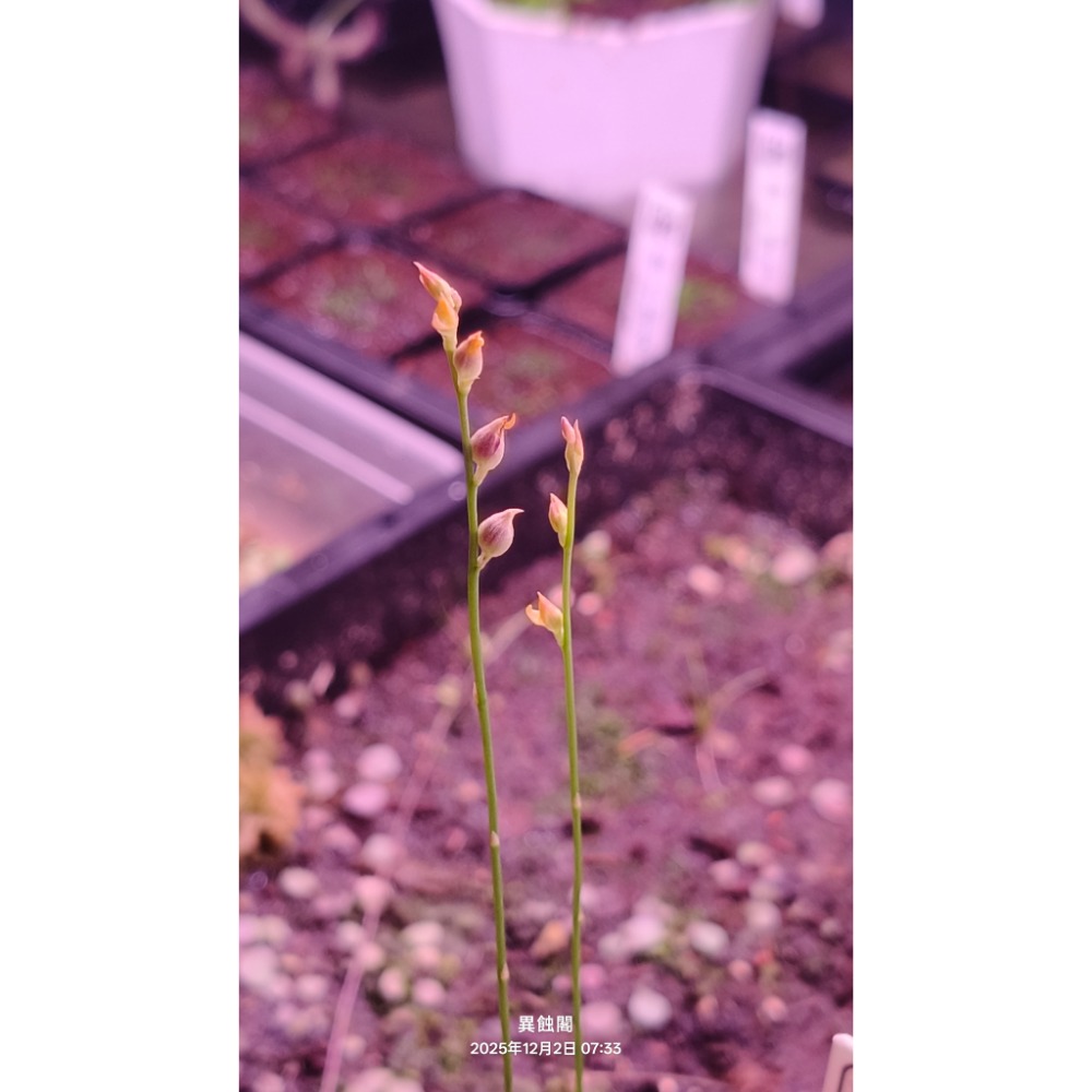 ［異蝕閣］稀有狸藻裁切專區（2×2公分裁切塊）、食蟲植物-規格圖6