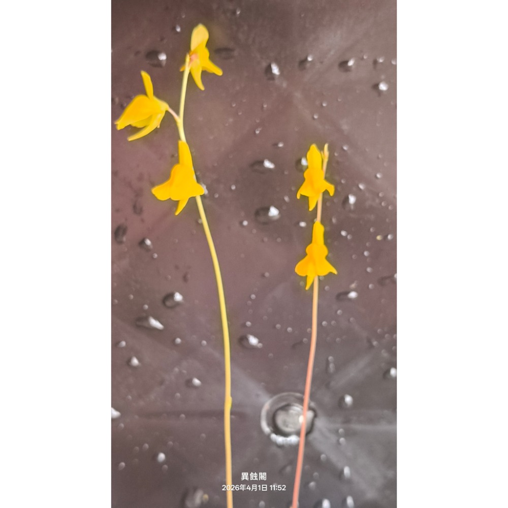 ［異蝕閣］稀有狸藻裁切專區（2×2公分裁切塊）、食蟲植物-規格圖6