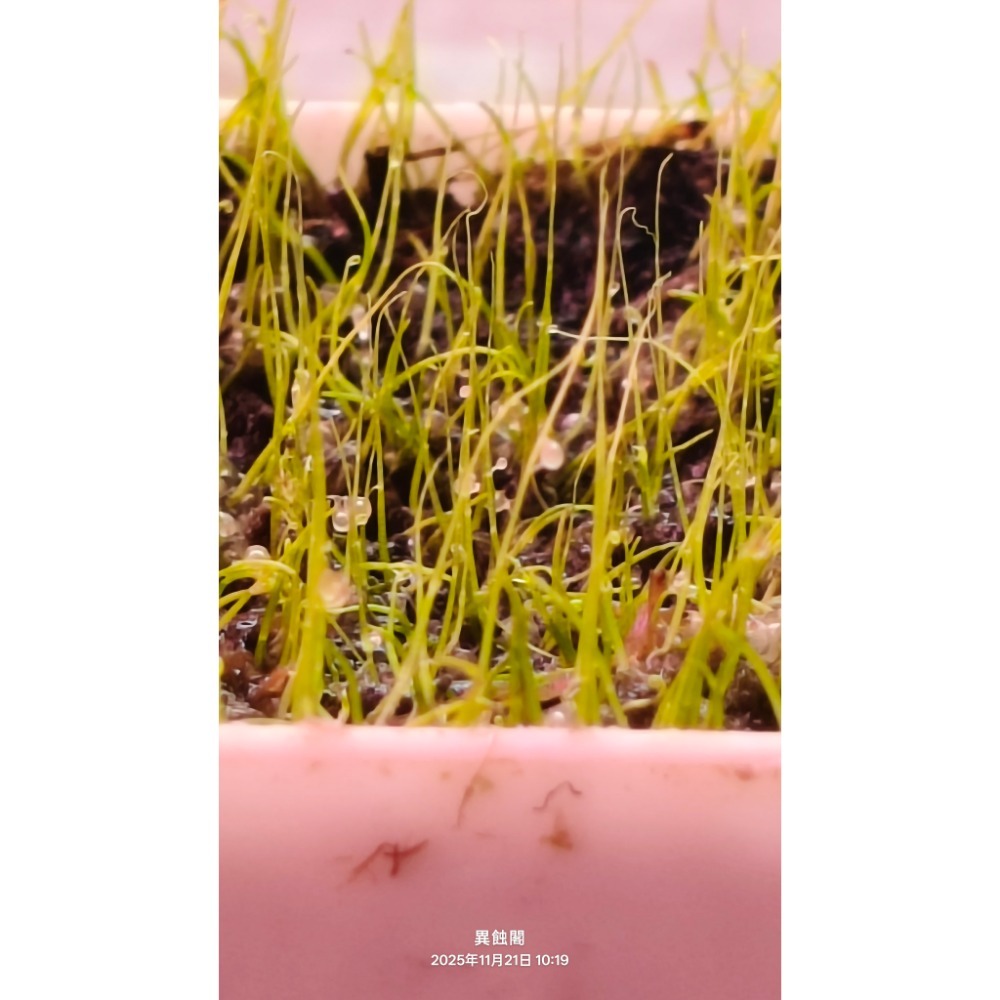 ［異蝕閣］稀有狸藻裁切專區（2×2公分裁切塊）、食蟲植物-規格圖6