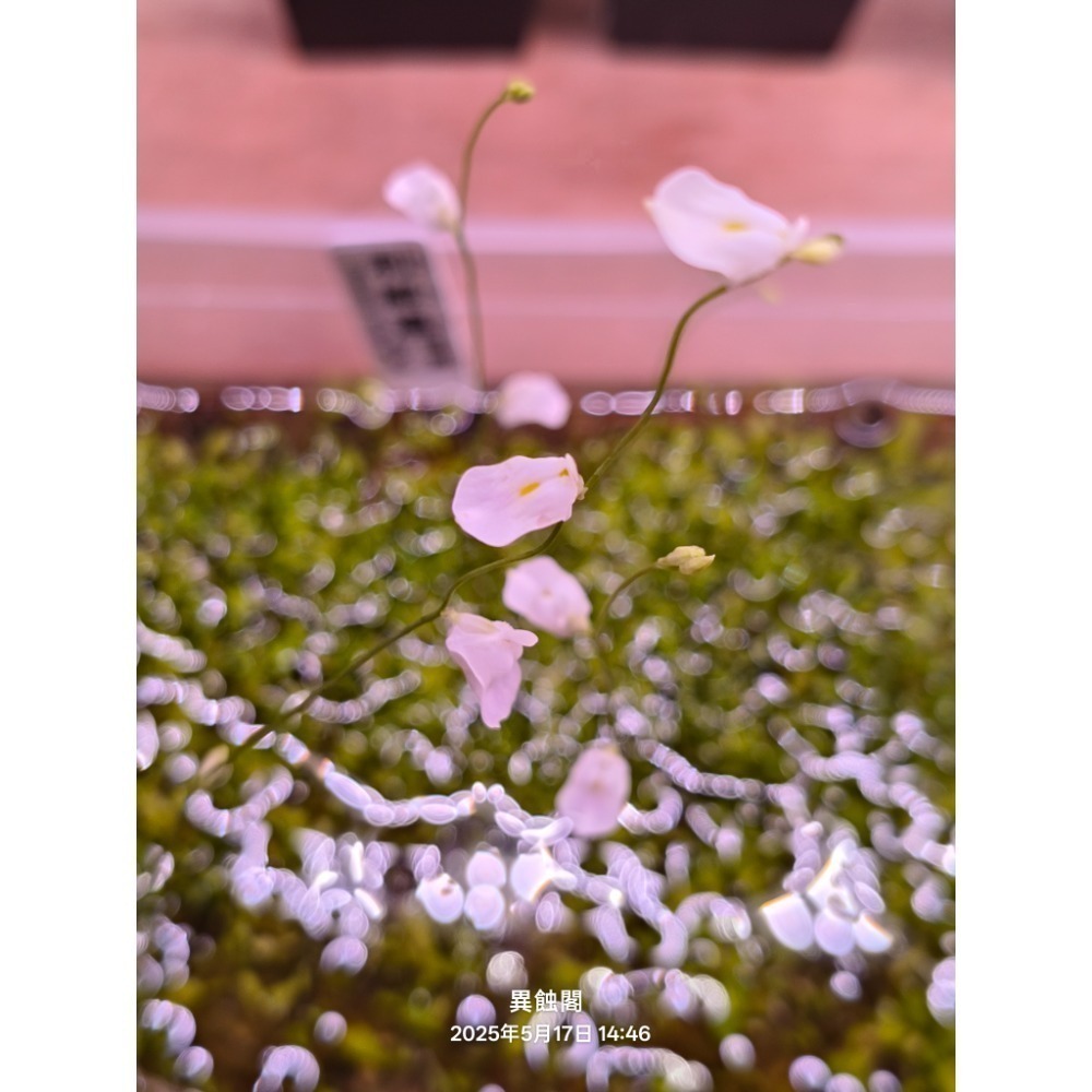 ［異蝕閣］各種狸藻（2×2公分裁切塊）專區、單株裸根、蝕蟲植物-細節圖2