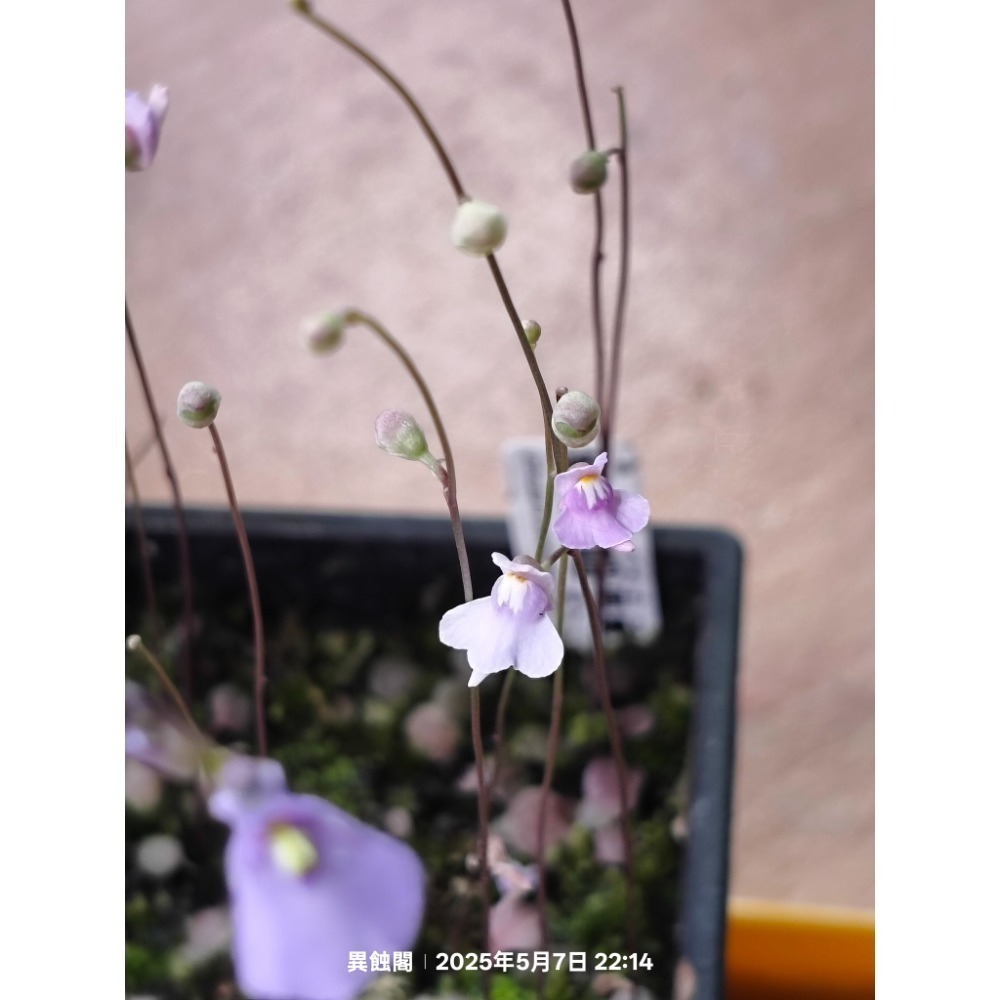 ［異蝕閣］各種狸藻（2×2公分裁切塊）專區、單株裸根、蝕蟲植物-細節圖3