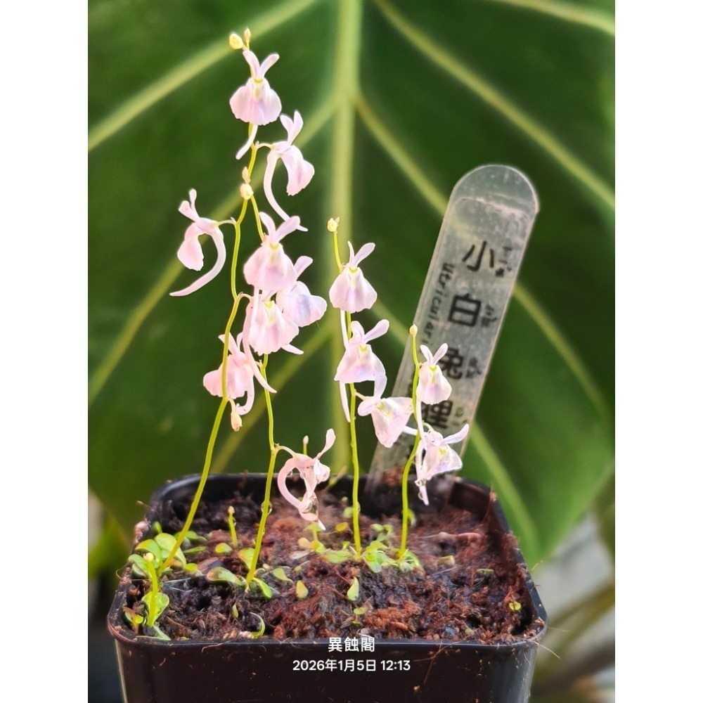 ［異蝕閣］各種狸藻（2×2公分裁切塊）專區、單株裸根、蝕蟲植物-細節圖4