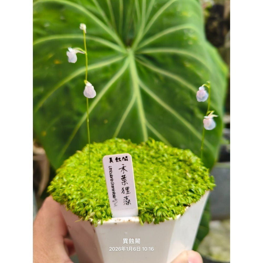 ［異蝕閣］各種狸藻（2×2公分裁切塊）專區、單株裸根、蝕蟲植物-細節圖5