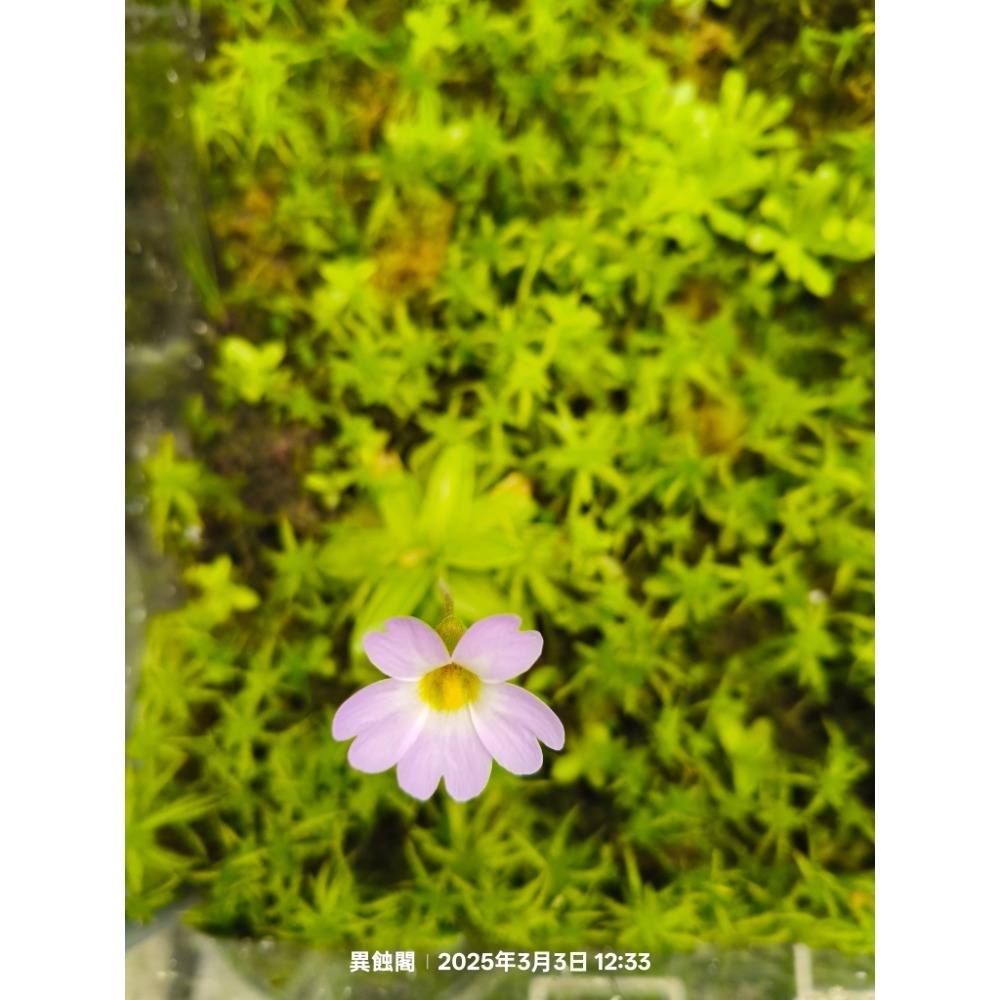 ［異蝕閣］櫻葉捕蟲菫Pinguicula primuliflora、食蟲植物-細節圖2