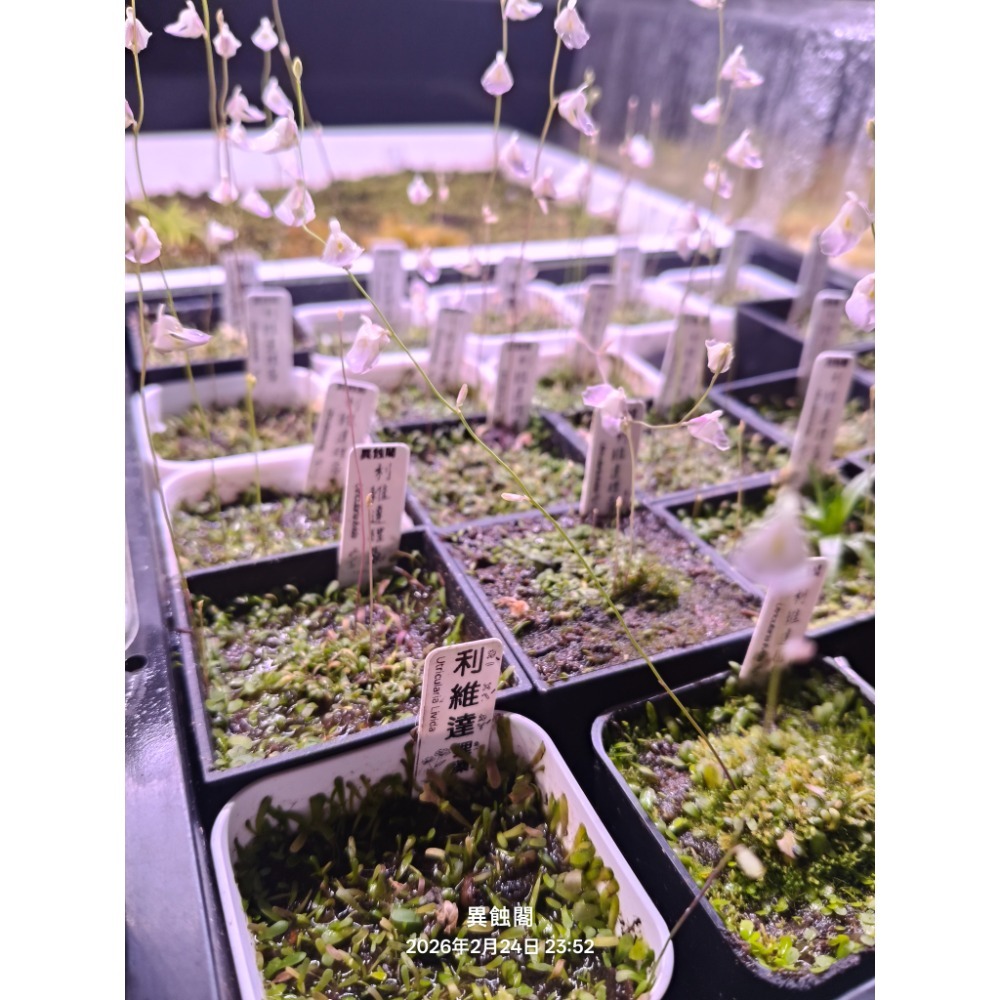［異蝕閣］利維達狸藻（學名： Utricularia livida）、 蝕蟲植物-細節圖2