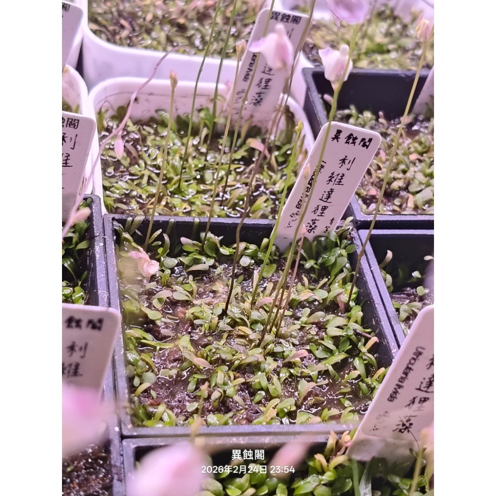 ［異蝕閣］利維達狸藻（學名： Utricularia livida）、 蝕蟲植物-細節圖3