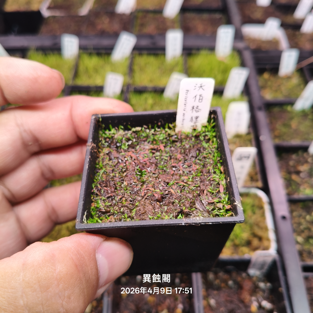 ［異蝕閣］沃伯格狸藻 （學名：Utricularia warburgii ）又稱瓦堡狸藻、食蟲植物-規格圖1
