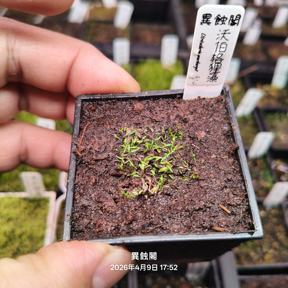 2×2公分裁切塊（有盆）