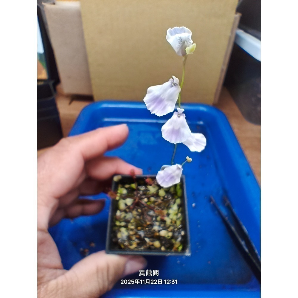 ［異蝕閣］德班利維達狸藻（ 學名：U. livida durban ）、蝕蟲植物-細節圖2