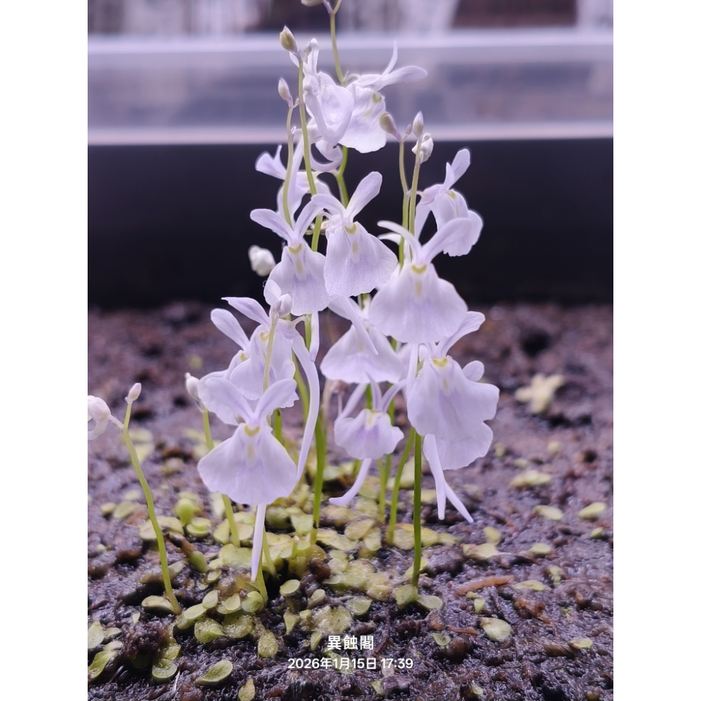 ［異蝕閣］小白兔狸藻（學名：Utricularia sandersonii）、食蟲植物、狸藻、療癒小物-細節圖2