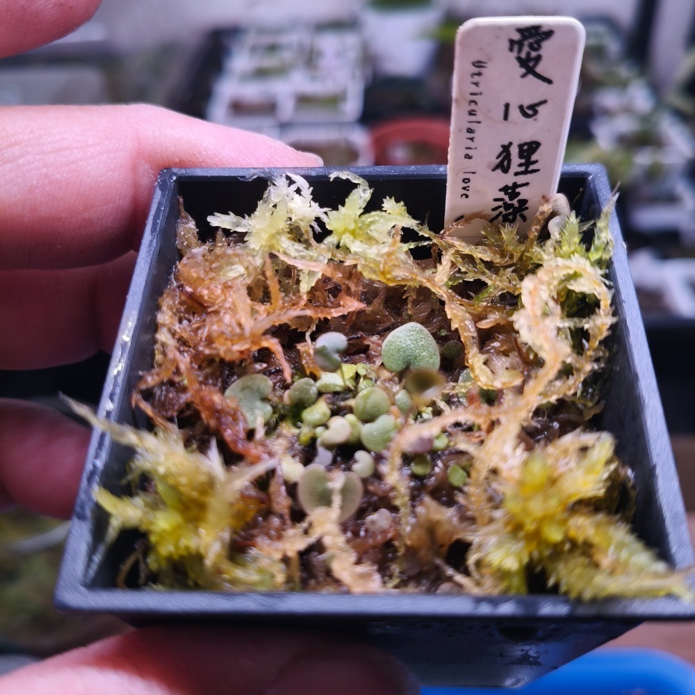 ［異蝕閣］愛心狸藻（ 學名：U.nephrophylla x geminiloba ）、蝕蟲植物-細節圖2