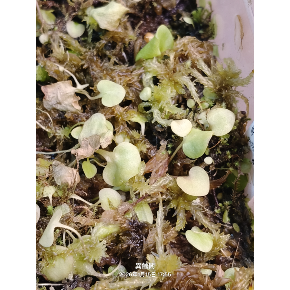 ［異蝕閣］愛心狸藻（ 學名：U.nephrophylla x geminiloba ）、蝕蟲植物-細節圖3