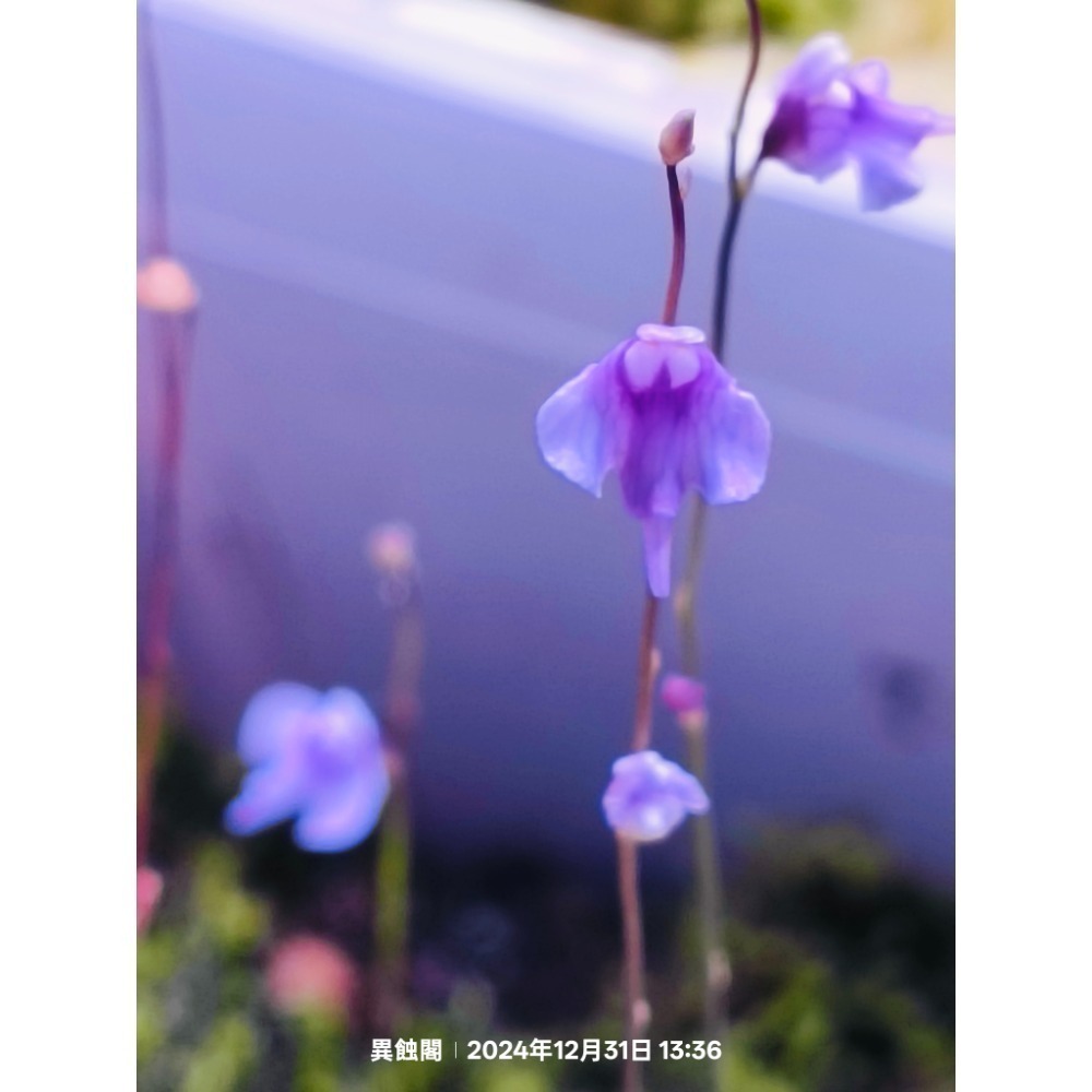 ［異蝕閣］斜果狸藻（學名： Utricularia minutissima）、食蟲植物-細節圖2