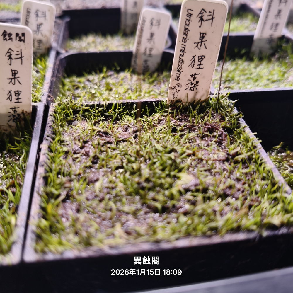 ［異蝕閣］斜果狸藻（學名： Utricularia minutissima）、食蟲植物-細節圖3
