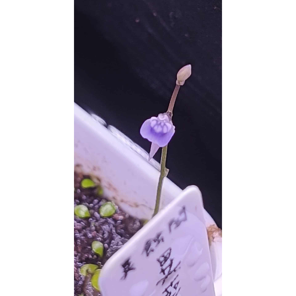 ［異蝕閣］異萼狸藻（學名：U.heterosepala）、食蟲植物、狸藻-細節圖2