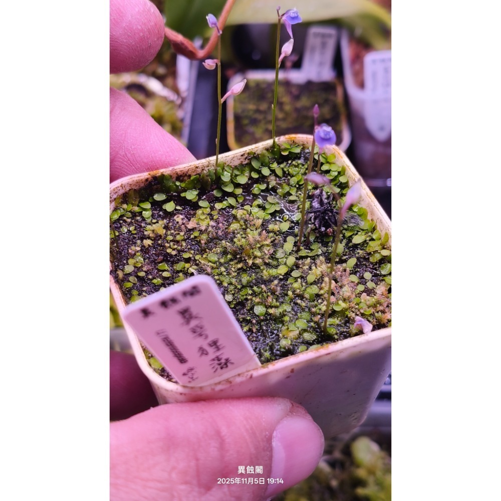 ［異蝕閣］異萼狸藻（學名：U.heterosepala）、食蟲植物、狸藻-細節圖3