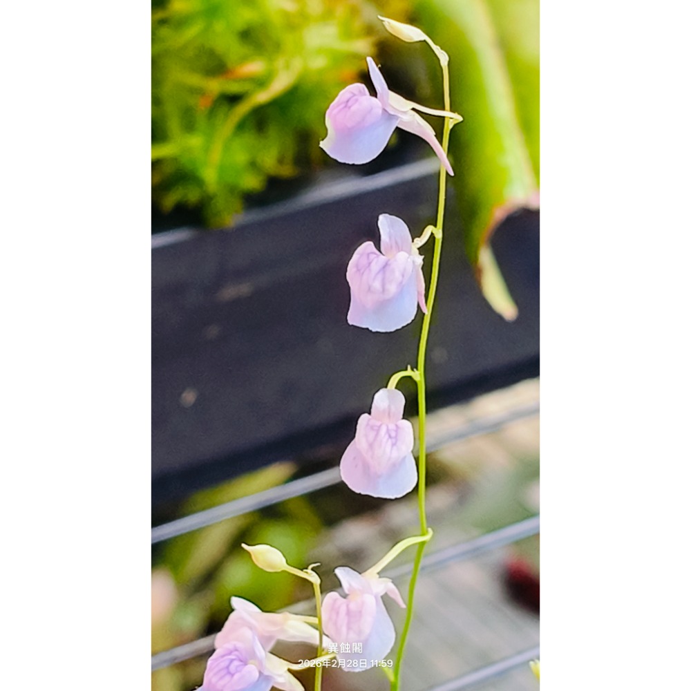 ［異蝕閣］禾葉狸藻 (學名：Utricularia graminifolia ）、食蟲植物、前景草、微景觀、療癒小物-細節圖2