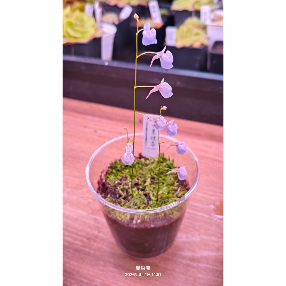 ［異蝕閣］禾葉狸藻 (學名：Utricularia graminifolia ）、食蟲植物、前景草、微景觀、療癒小物-細節圖3