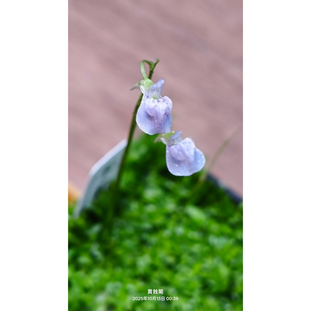 ［異蝕閣］禾葉狸藻 (學名：Utricularia graminifolia ）、食蟲植物、前景草、微景觀、療癒小物-細節圖4