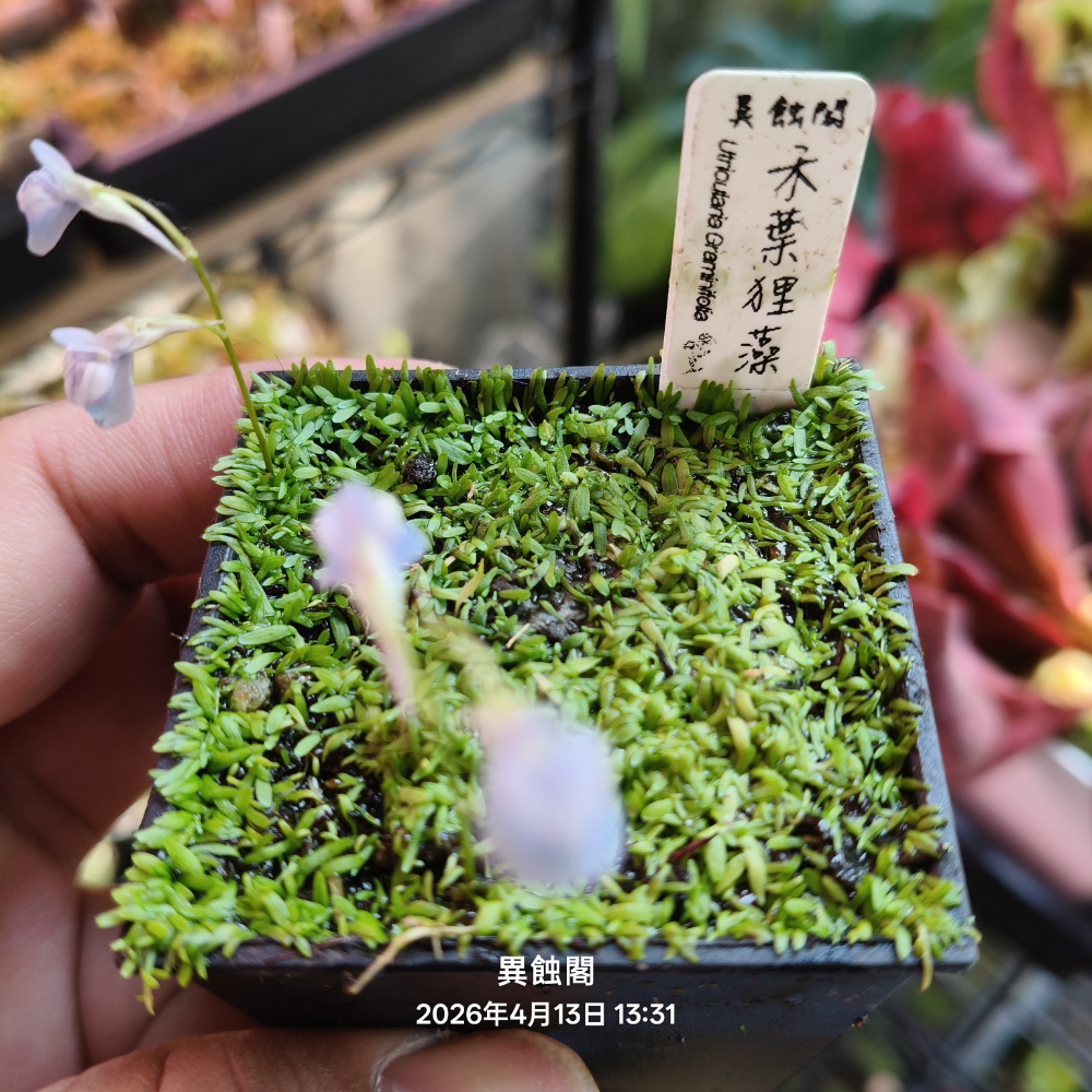 2吋滿盆