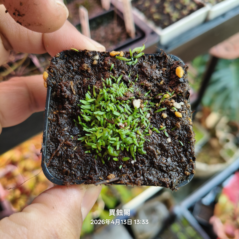［異蝕閣］禾葉狸藻 (學名：Utricularia graminifolia ）、食蟲植物、前景草、微景觀、療癒小物-規格圖4