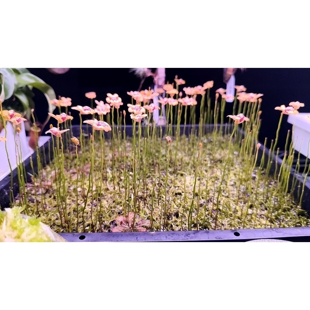 ［異蝕閣］杏黃狸藻 ( 學名：Utricularia fulva ）、食蟲植物、狸藻、療癒小物-細節圖2