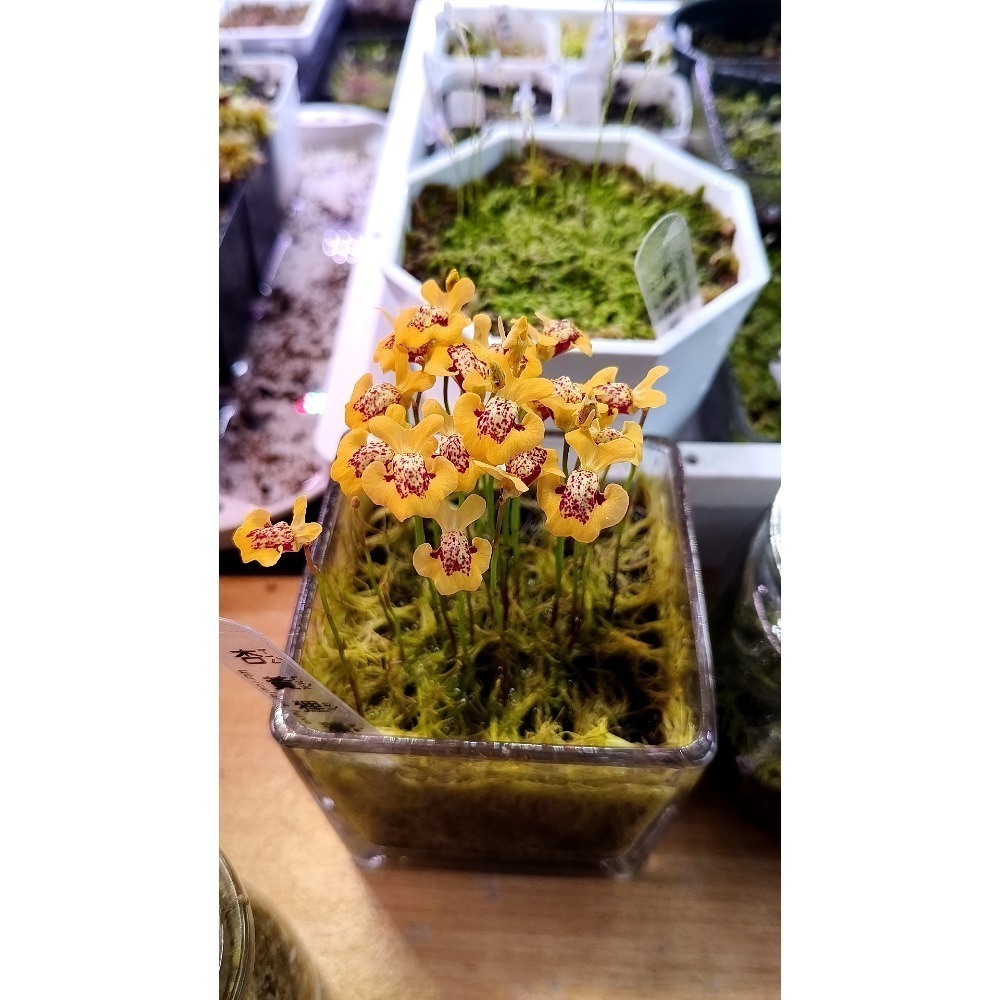 ［異蝕閣］杏黃狸藻 ( 學名：Utricularia fulva ）、食蟲植物、狸藻、療癒小物-細節圖3
