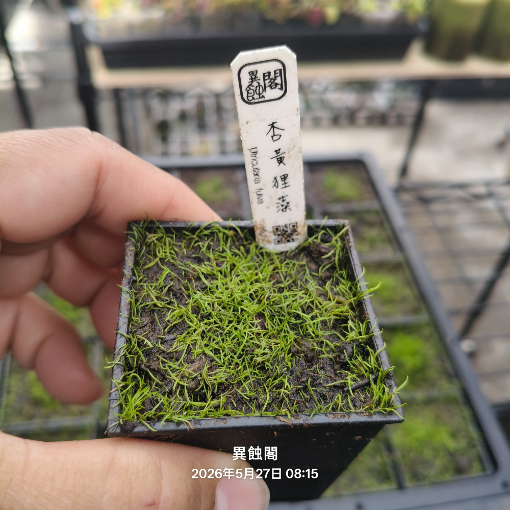 ［異蝕閣］杏黃狸藻 ( 學名：Utricularia fulva ）、食蟲植物、狸藻、療癒小物-規格圖3