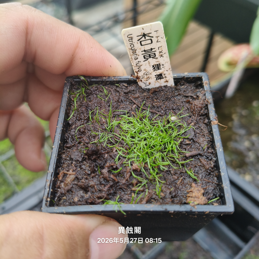 ［異蝕閣］杏黃狸藻 ( 學名：Utricularia fulva ）、食蟲植物、狸藻、療癒小物-規格圖3