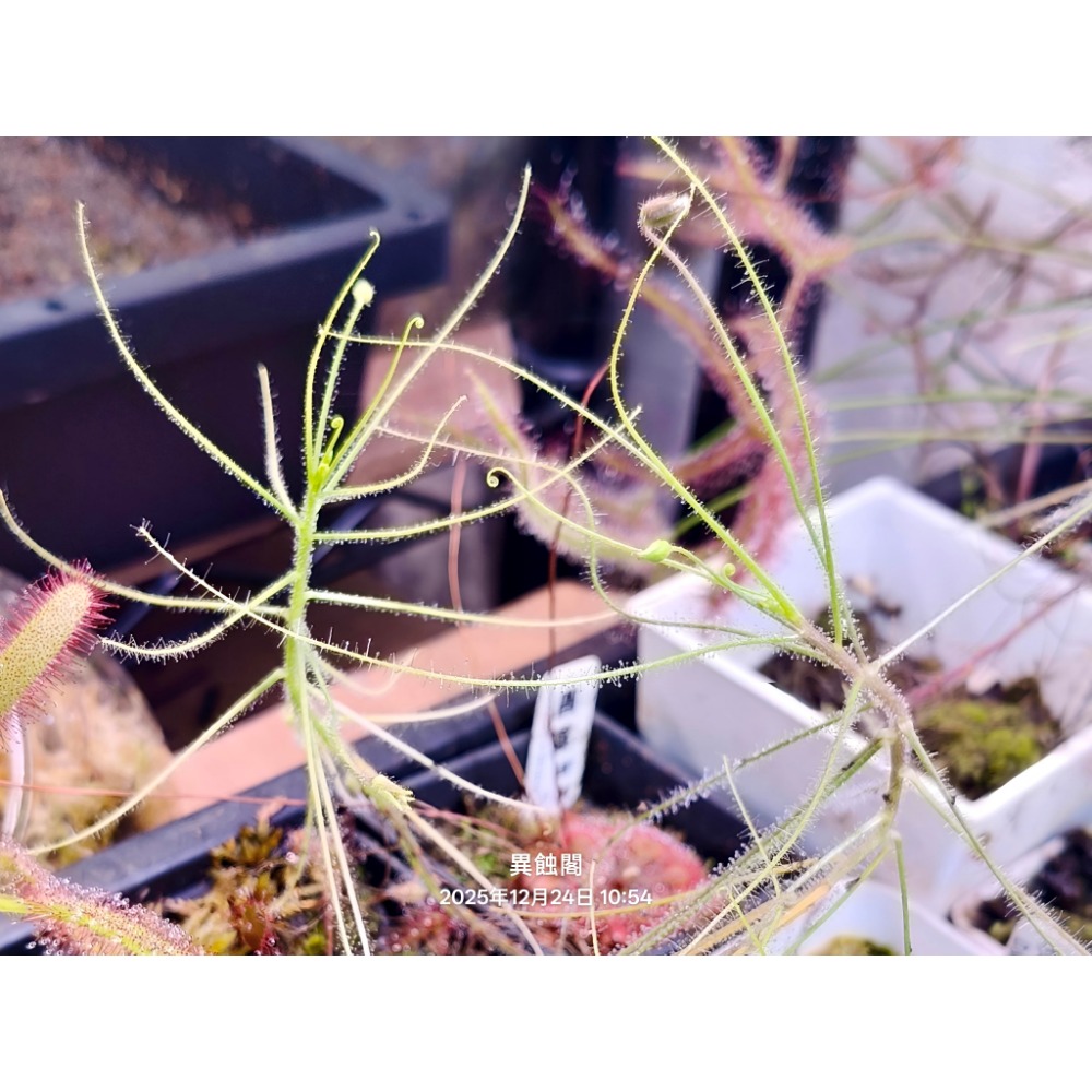 蝕閣］彩虹草、亞麻花腺毛草 B. liniflora、種子15粒+、食蟲植物-細節圖2
