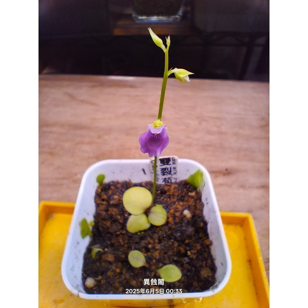 ［異蝕閣］雙裂苞狸藻（學名：Utricularia calycifida）、食蟲植物-細節圖2