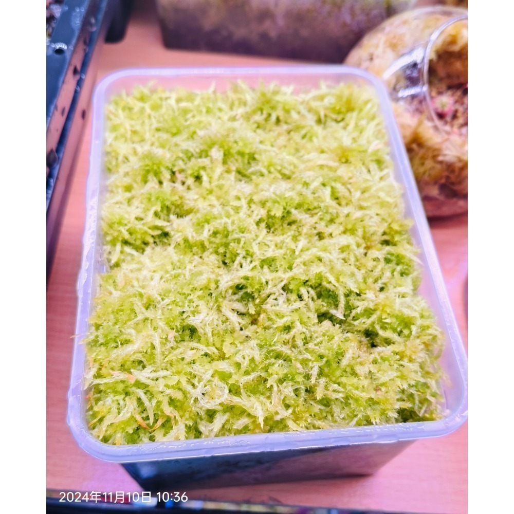 ［異蝕閣］活水苔（水草、泥炭苔）生態缸、微景觀造景-細節圖2