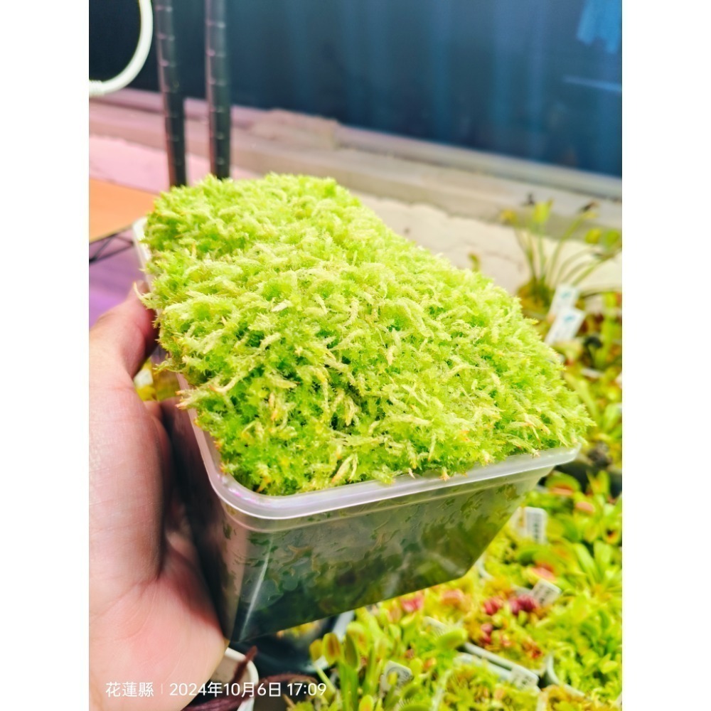 ［異蝕閣］活水苔（水草、泥炭苔）生態缸、微景觀造景-細節圖3