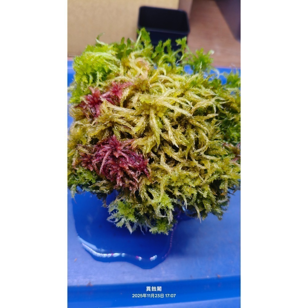［異蝕閣］活水苔（水草、泥炭苔）生態缸、微景觀造景-細節圖4