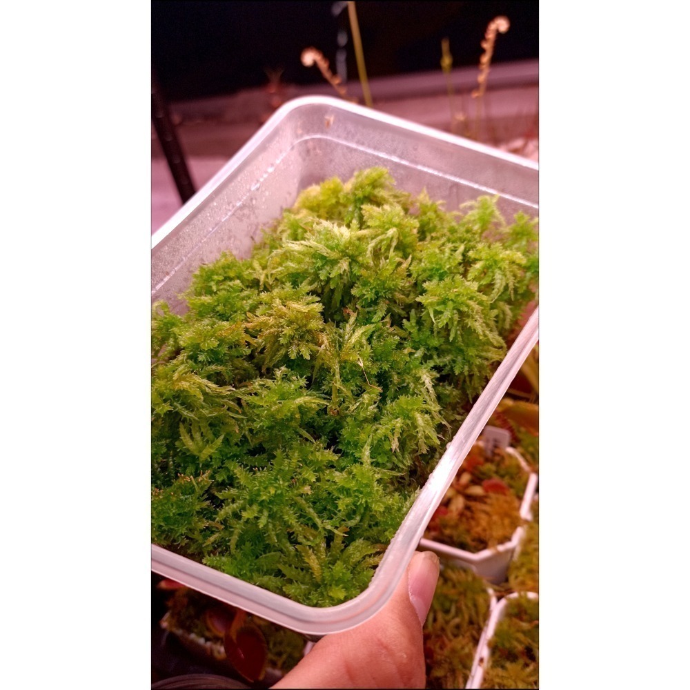 ［異蝕閣］活水苔（水草、泥炭苔）生態缸、微景觀造景-細節圖5