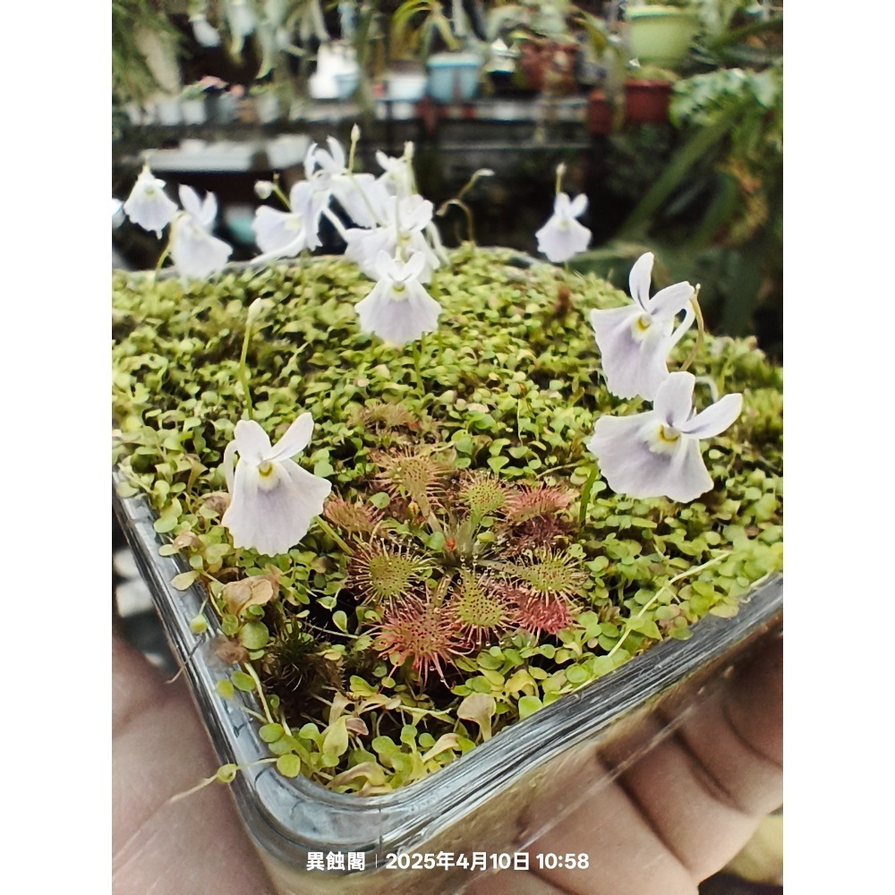 ［異蝕閣］小藍兔狸藻（學名：U. sandersonii ＂Blue＂）、食蟲植物、狸藻-細節圖2