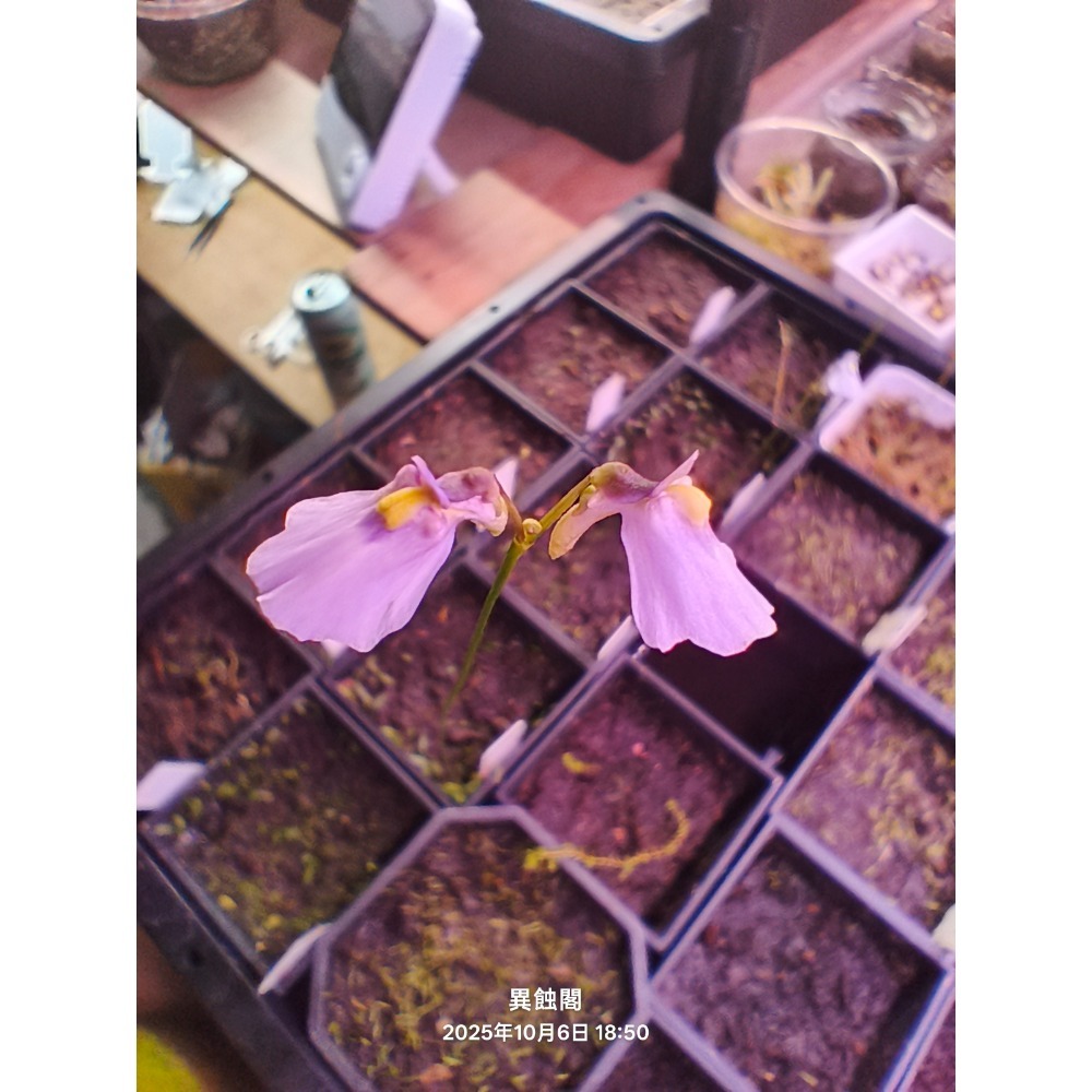 ［異蝕閣］雙岔狸藻 （學名：Utricularia dichotoma）、食蟲植物-細節圖2