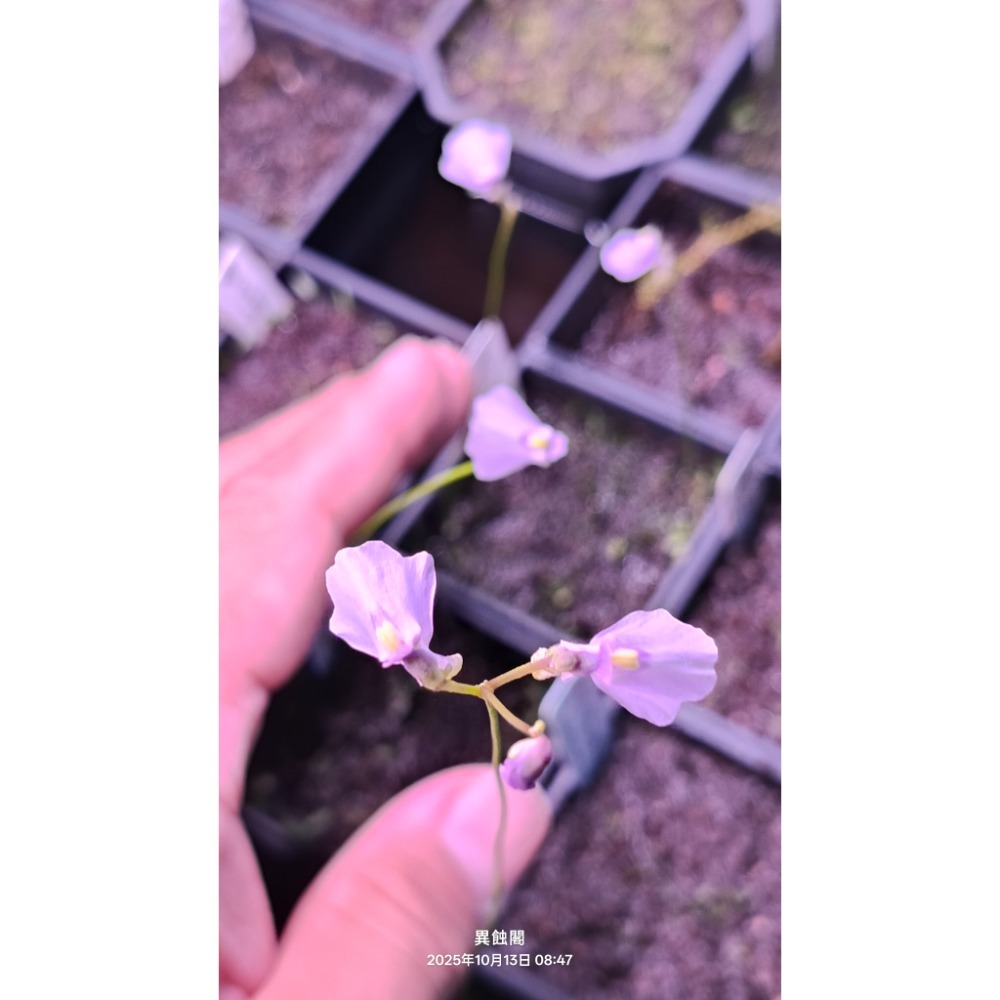 ［異蝕閣］雙岔狸藻 （學名：Utricularia dichotoma）、食蟲植物-細節圖3