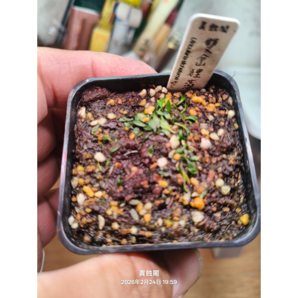 ［異蝕閣］雙岔狸藻 （學名：Utricularia dichotoma）、食蟲植物-細節圖4