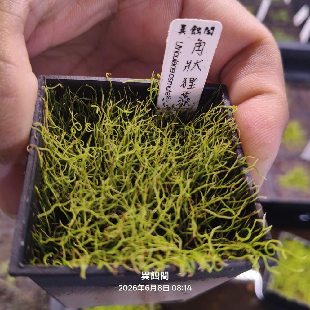 2吋穩盆