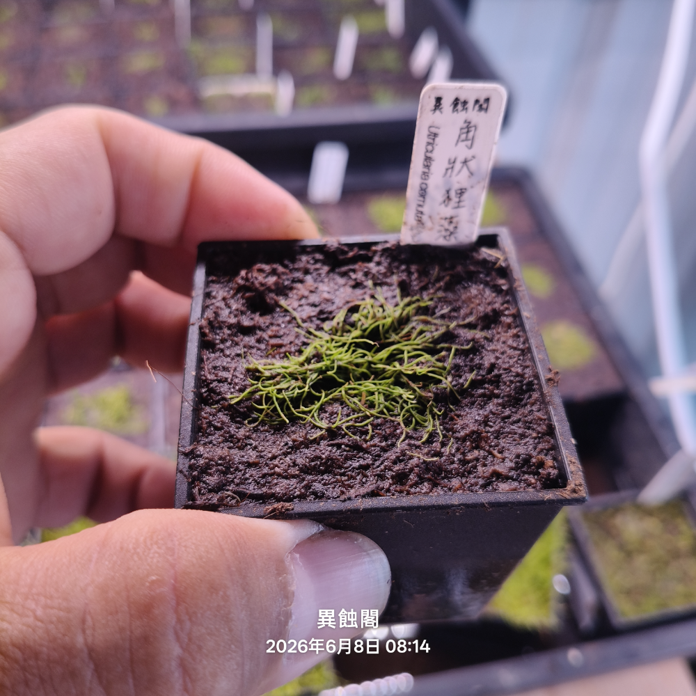 ［異蝕閣］角狀狸藻（學名：Utricularia cornuta）、食蟲植物、狸藻-規格圖1