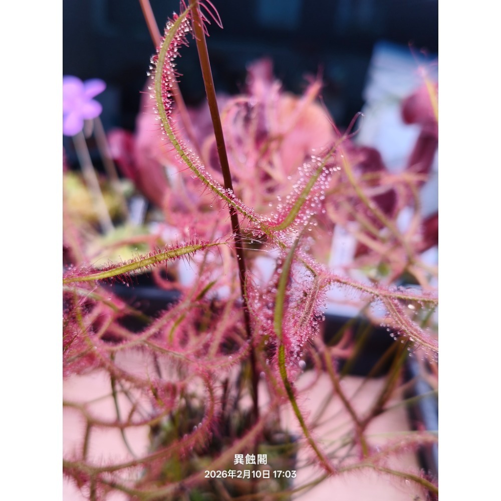 ［異蝕閣］叉葉毛氈苔 Drosera binata、食蟲植物-細節圖2