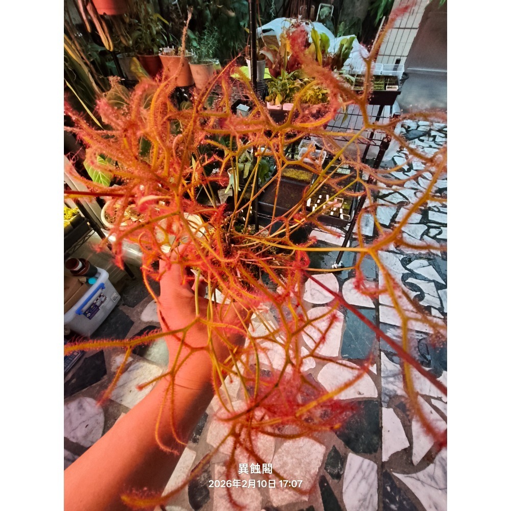 ［異蝕閣］叉葉毛氈苔 Drosera binata、食蟲植物-細節圖3