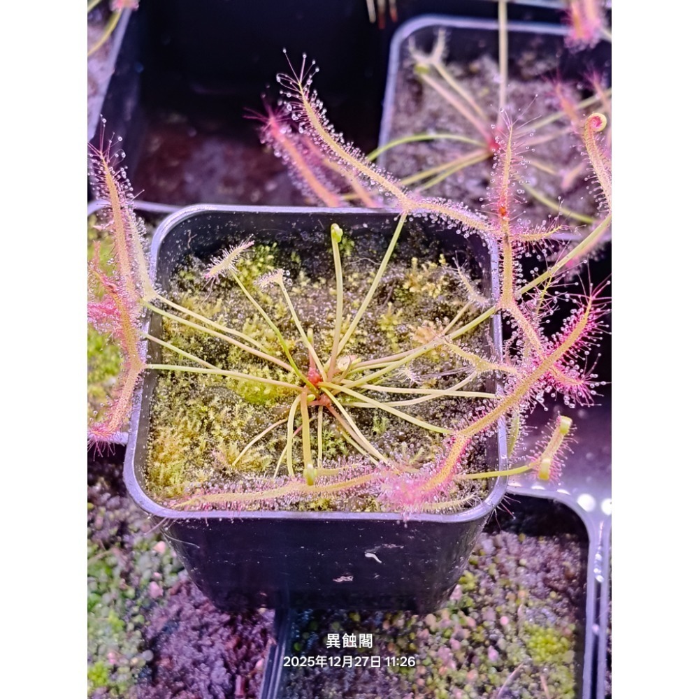 ［異蝕閣］叉葉毛氈苔 Drosera binata、食蟲植物-細節圖4