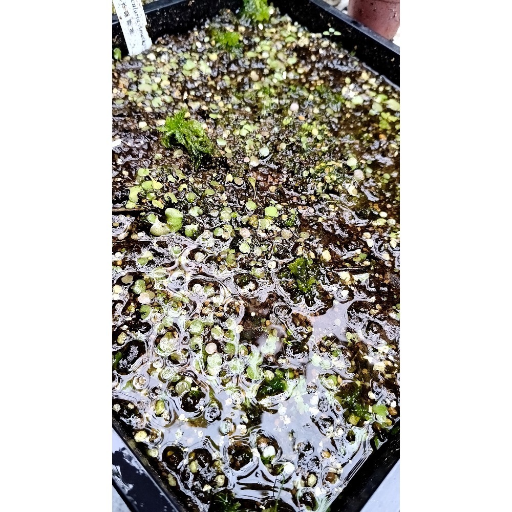 ［異蝕閣］紫水晶狸藻（學名：Utricularia amethystina） 、食蟲植物、狸藻-細節圖2