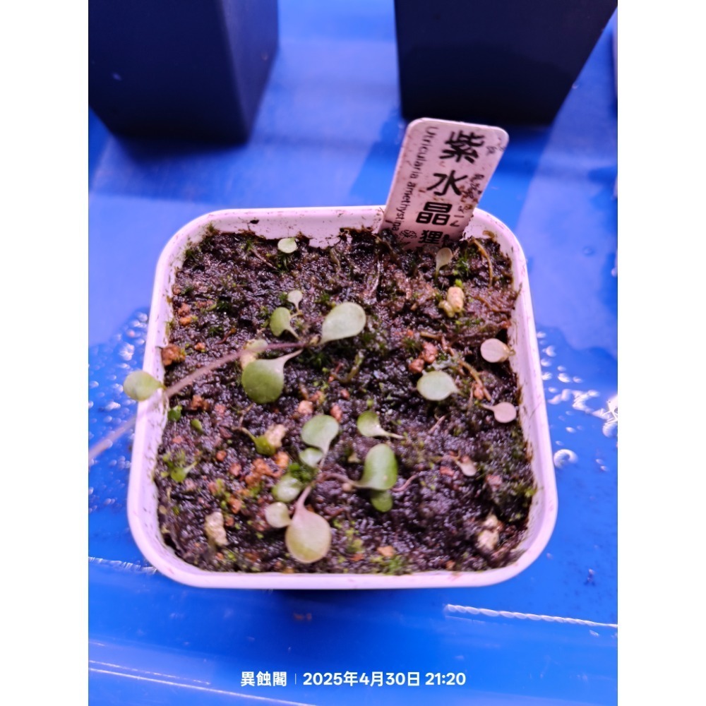 ［異蝕閣］紫水晶狸藻（學名：Utricularia amethystina） 、食蟲植物、狸藻-細節圖3