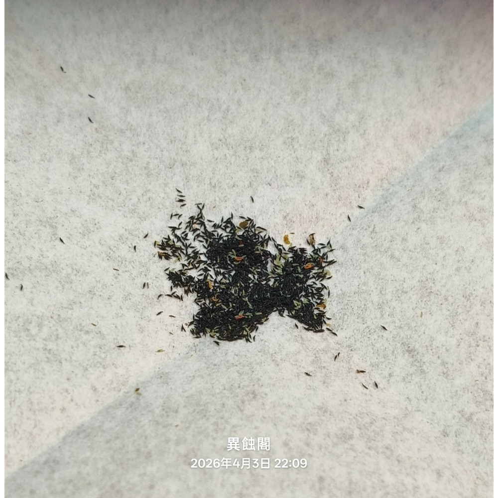 ［異蝕閣］巢型毛氈苔Drosera nidiformis、種子30粒+、食蟲植物-細節圖2