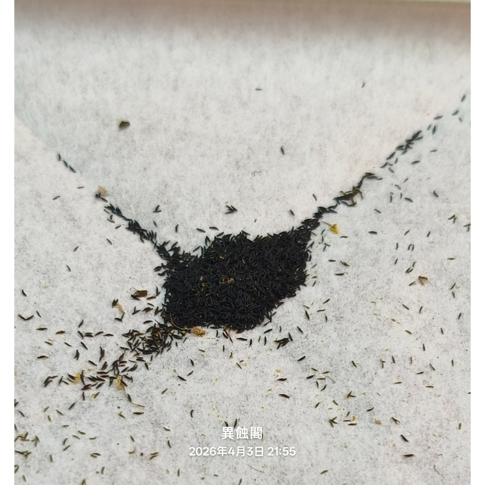 ［異蝕閣］好望角毛氈苔Drosera capensis、種子30粒+、食蟲植物-細節圖2